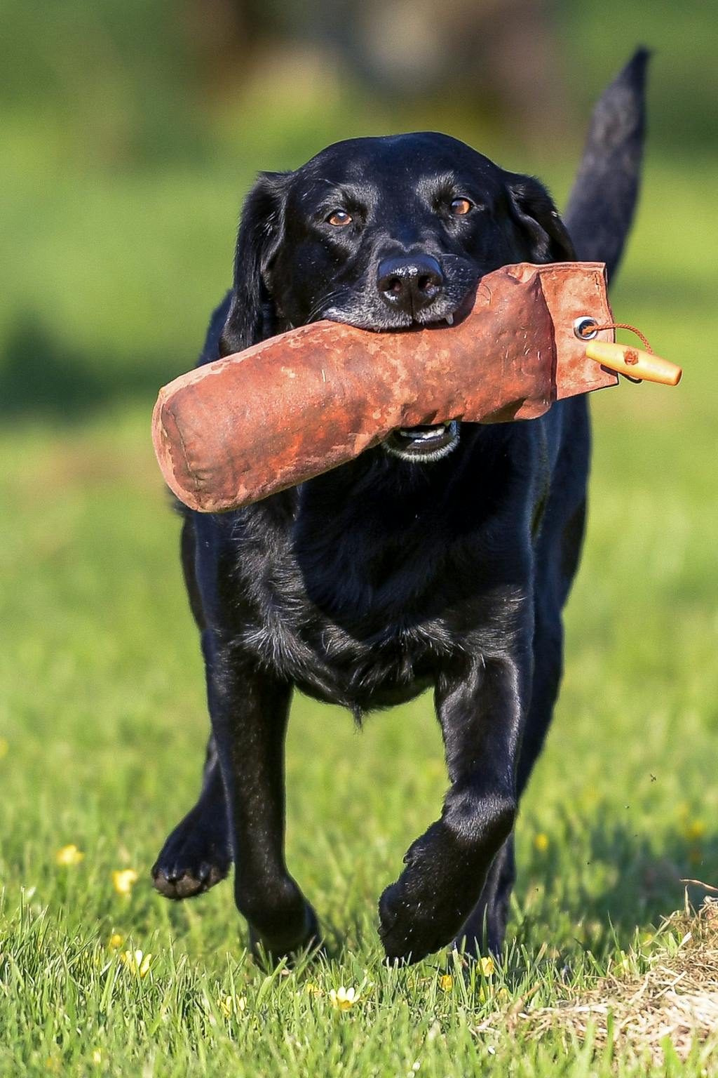 Dr. Buzby's Encore Mobility™ Deer Velvet for Dogs Joint Supplement Dr