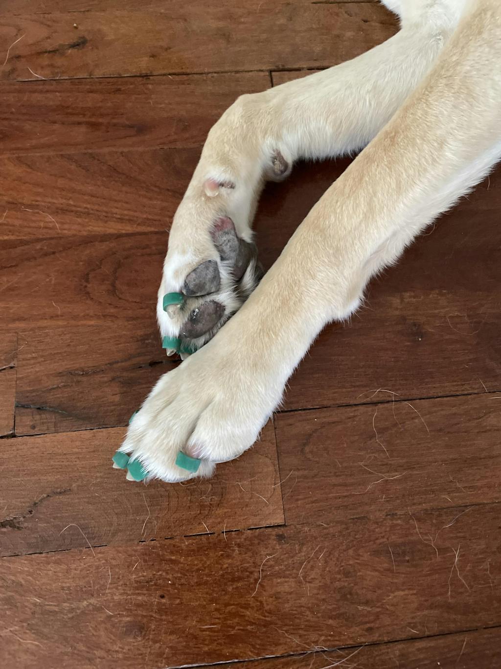 Dog Toenail Grips Dr. Buzby’s Toegrips® for Dogs