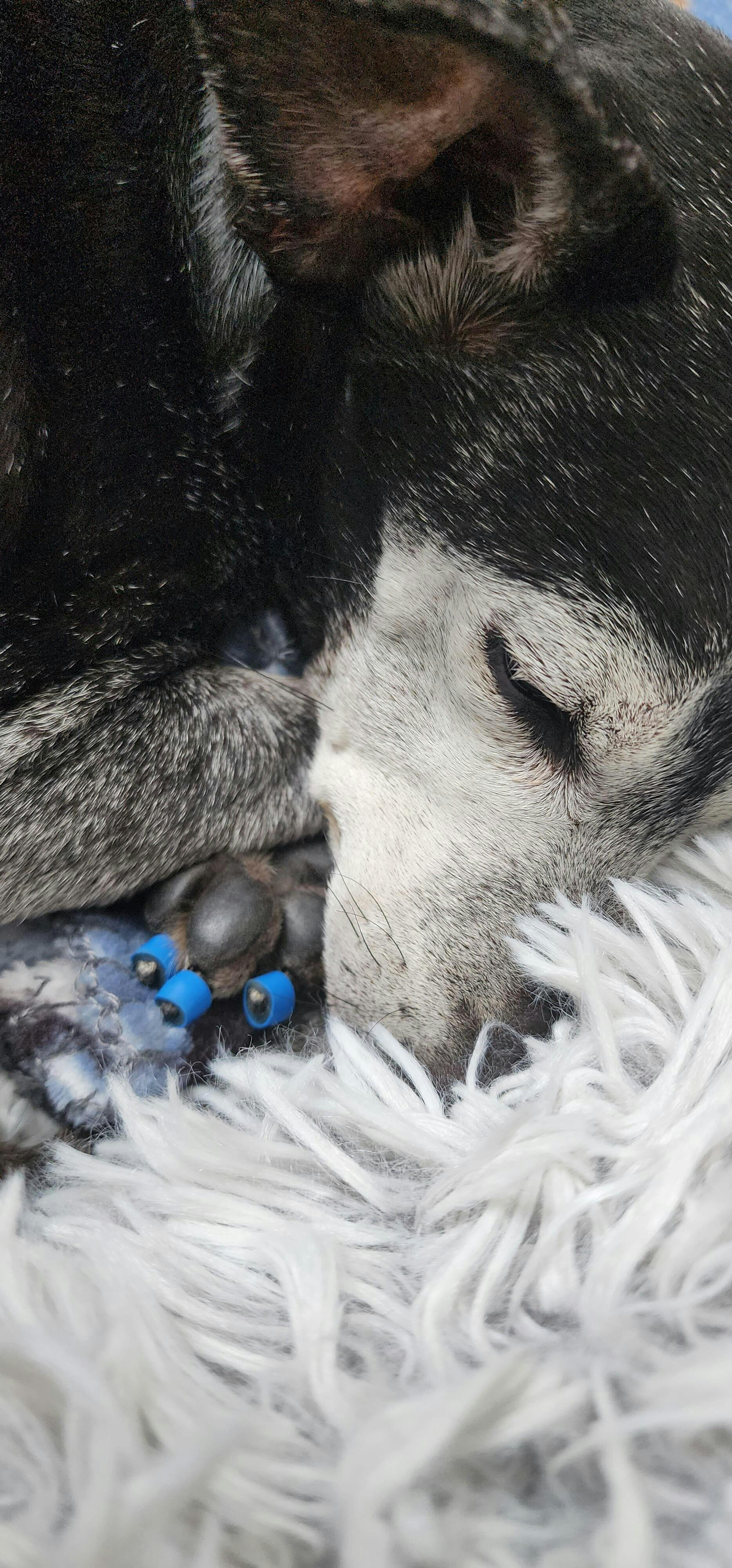 Dog Toenail Grips Dr. Buzby’s Toegrips® for Dogs