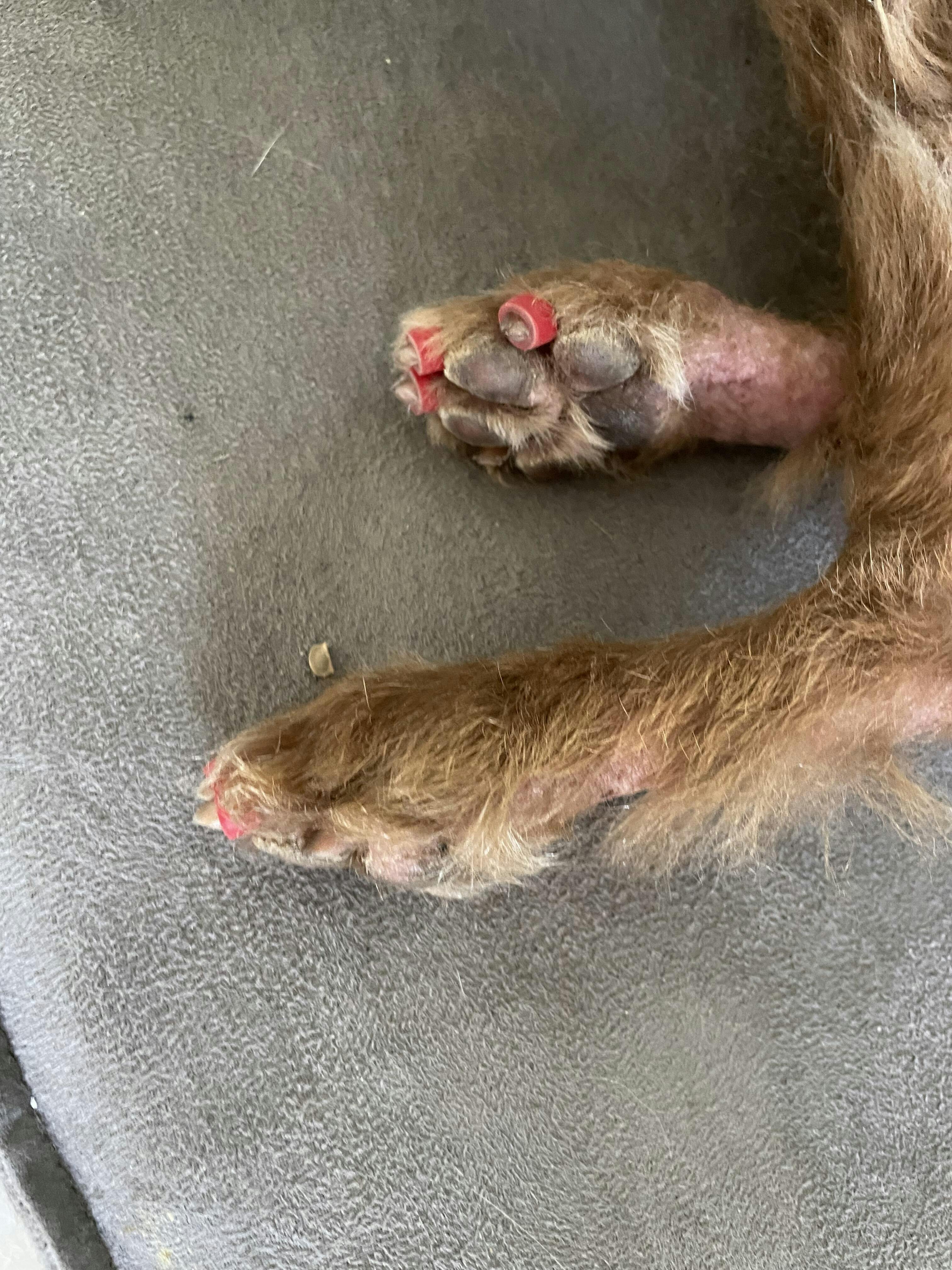 Dog Toenail Grips Dr. Buzby’s Toegrips® for Dogs