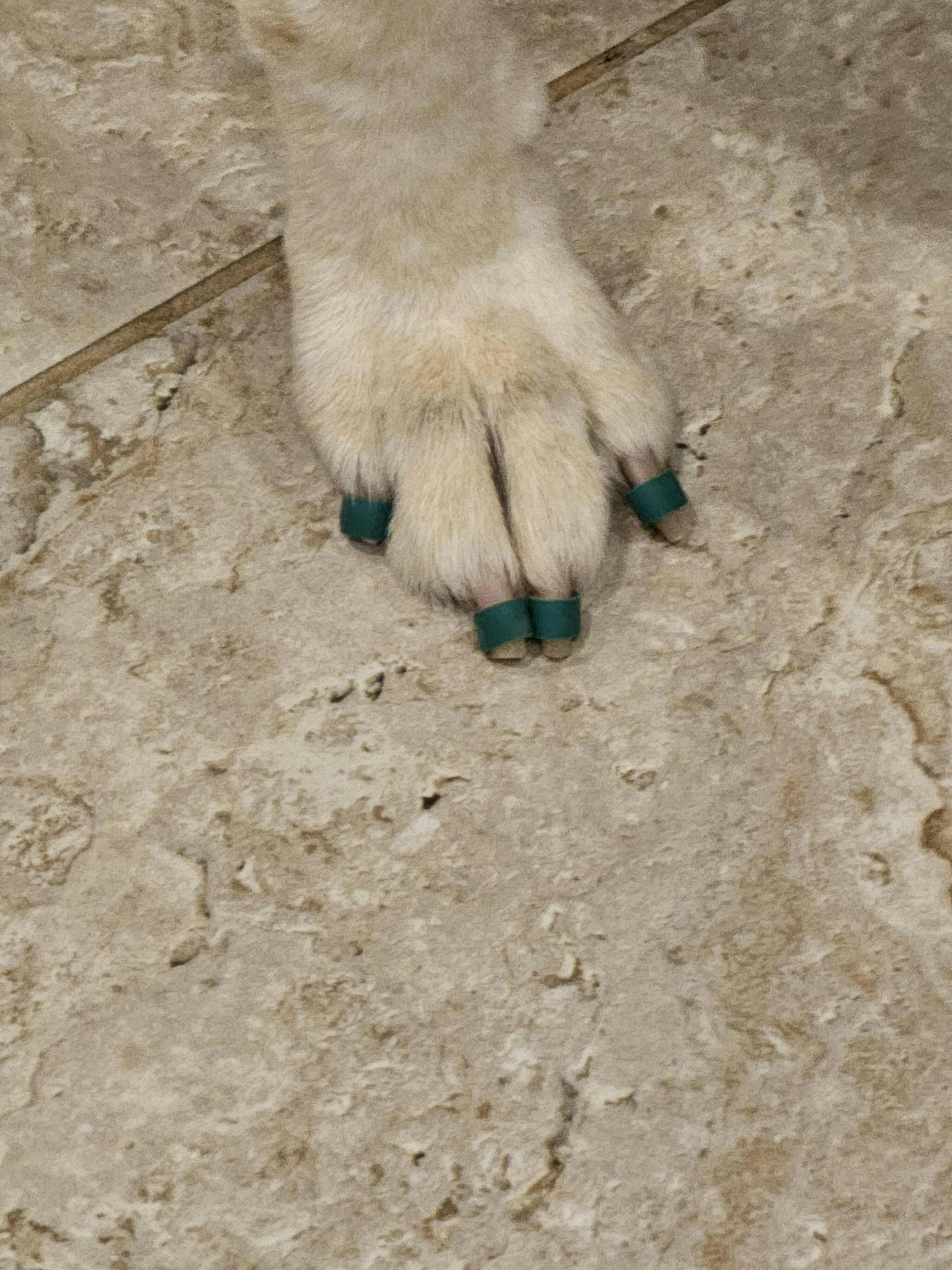 Dog Toenail Grips Dr. Buzby’s Toegrips® for Dogs