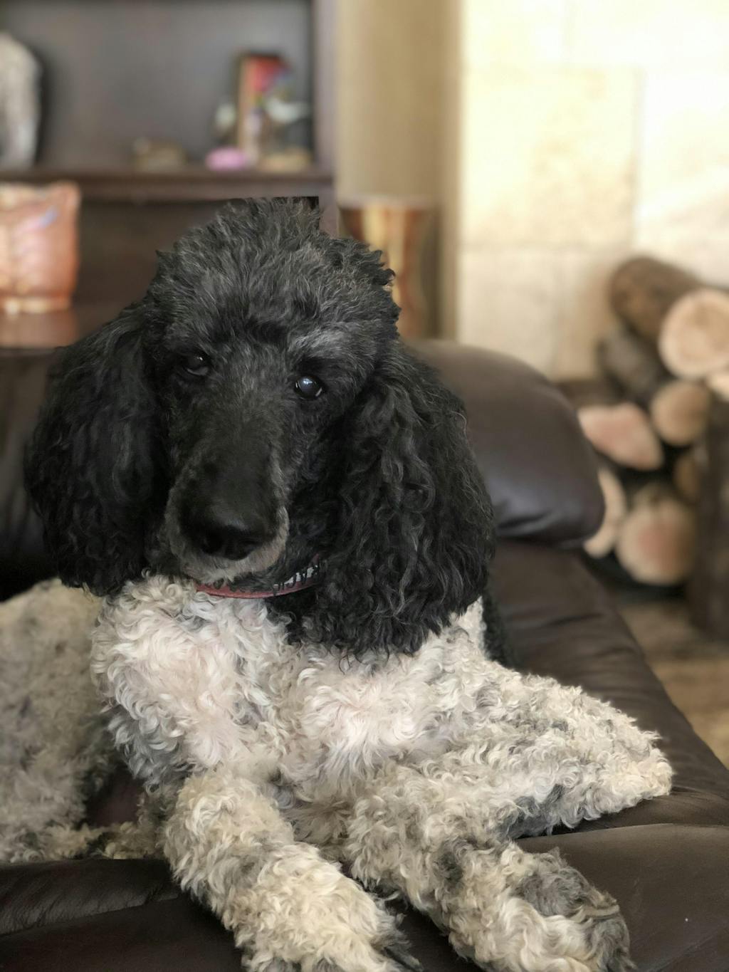 Dog Toenail Grips Dr. Buzby’s Toegrips® for Dogs