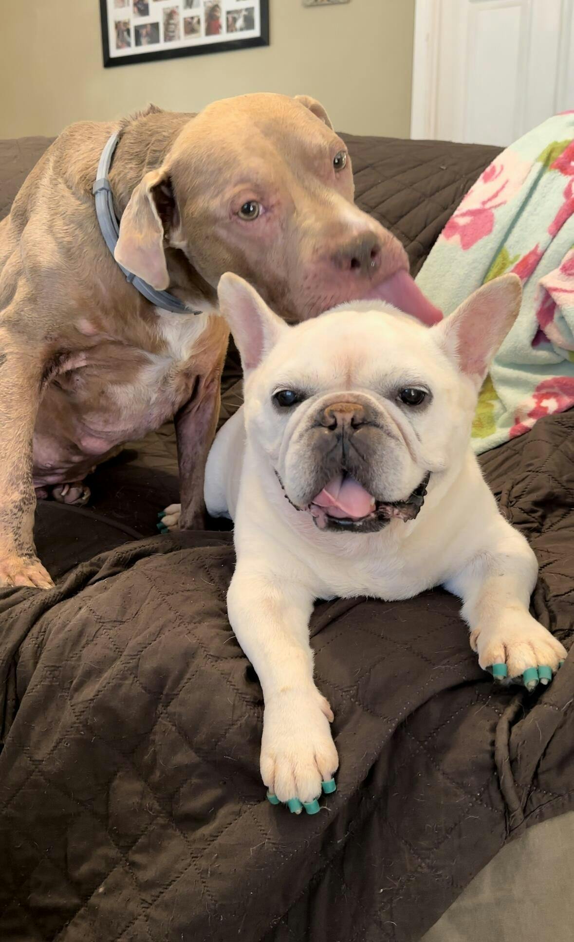 Dog Toenail Grips Dr. Buzby’s Toegrips® for Dogs