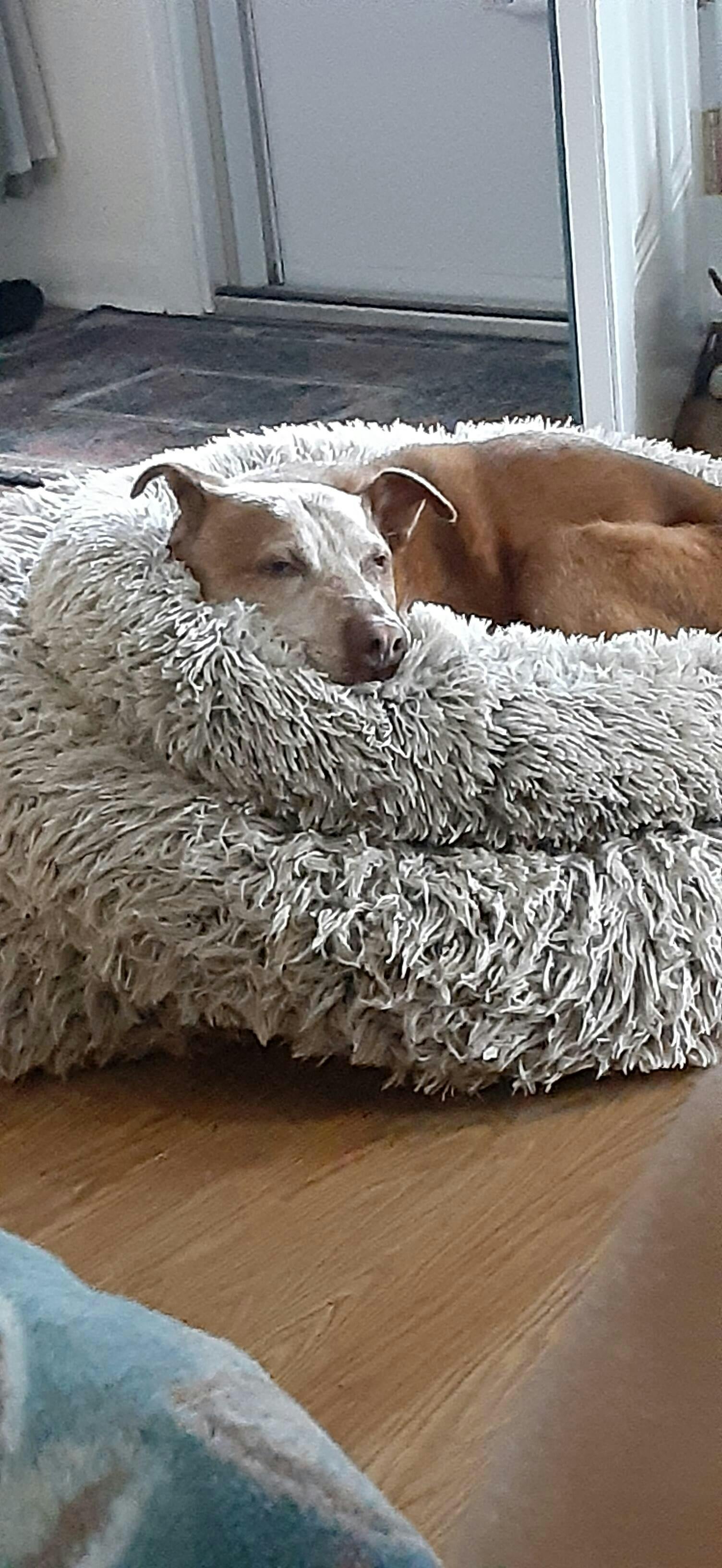 Dog Toenail Grips Dr. Buzby’s Toegrips® for Dogs