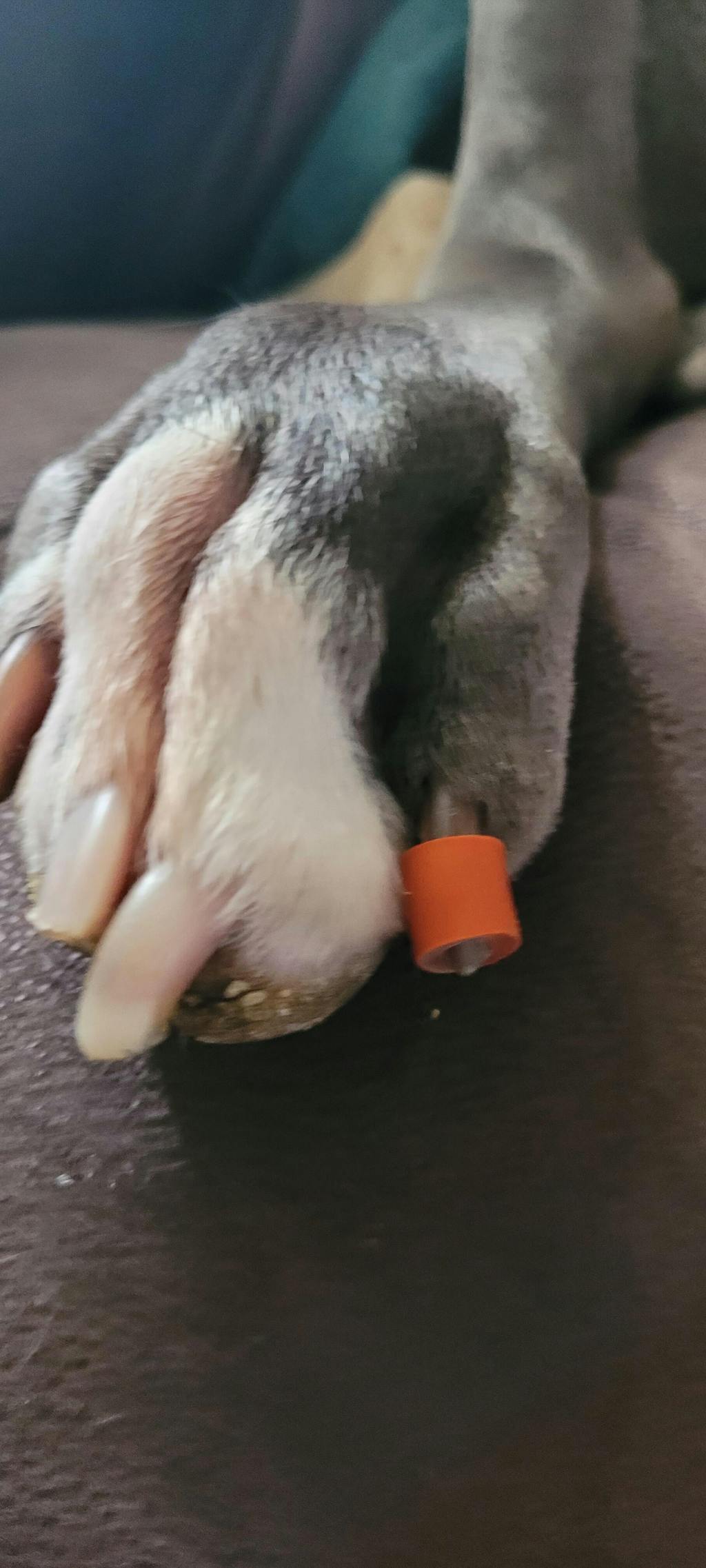 Dog Toenail Grips Dr. Buzby’s Toegrips® for Dogs