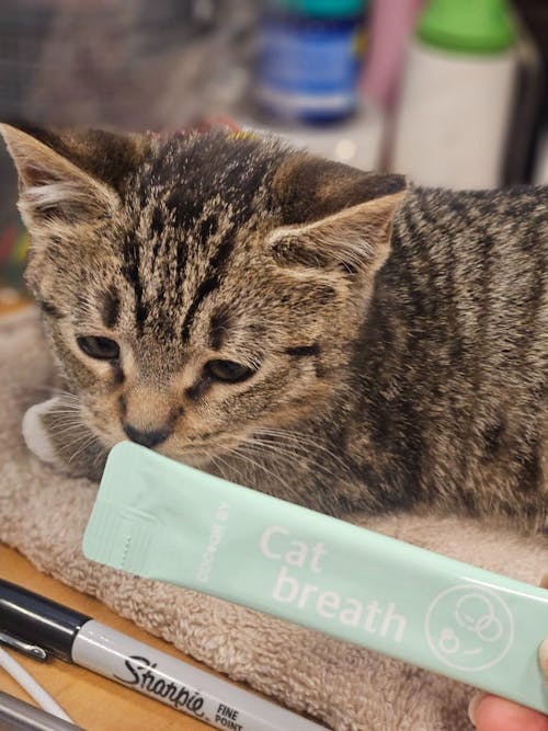 ドクターバイ キャットブレス | 猫のケアサプリ, 咳の緩和, 気管支の健康, 呼吸器の健康