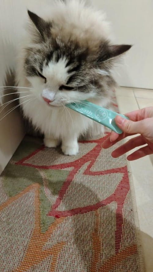 ドクターバイ キャットブレス | 猫のケアサプリ, 咳の緩和, 気管支の健康, 呼吸器の健康