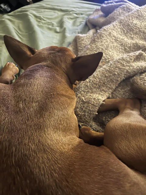 ULTRA BEHAVIOR FORMULA - CBN/CBD Hemp Oil Tincture