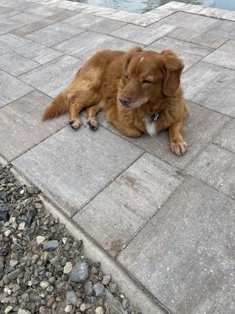 ULTRA BEHAVIOR FORMULA - CBN/CBD Hemp Oil Tincture