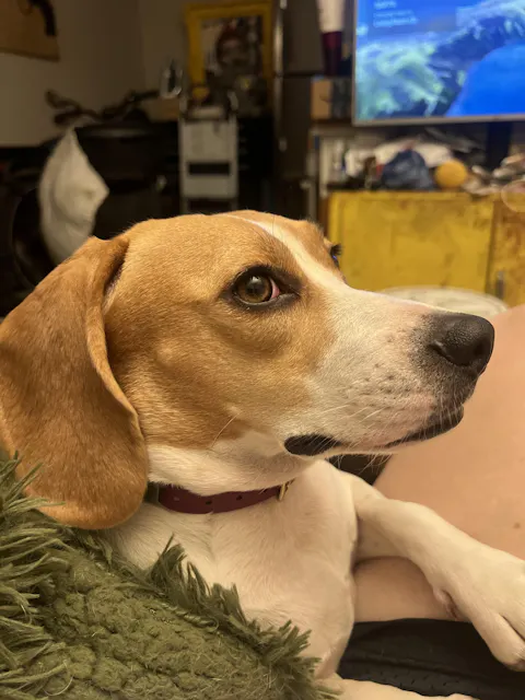 ORIGINAL FORMULA 200mg CBD FULL-SPECTRUM (1oz bottle)