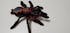 ITH Arboreal Tarantula Spider Plushie Pattern