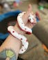 ITH Galaxy Snake Plush Embroidery Pattern
