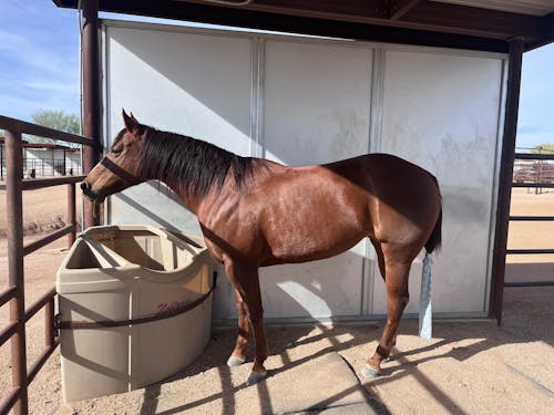 Draw It Out® 64oz Gel – High Potency Horse Liniment for Deep Relief