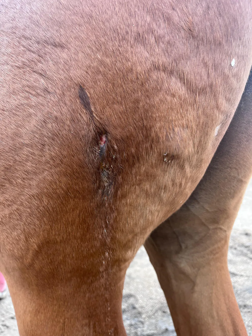 Draw It Out® 64oz Gel – High Potency Horse Liniment for Deep Relief