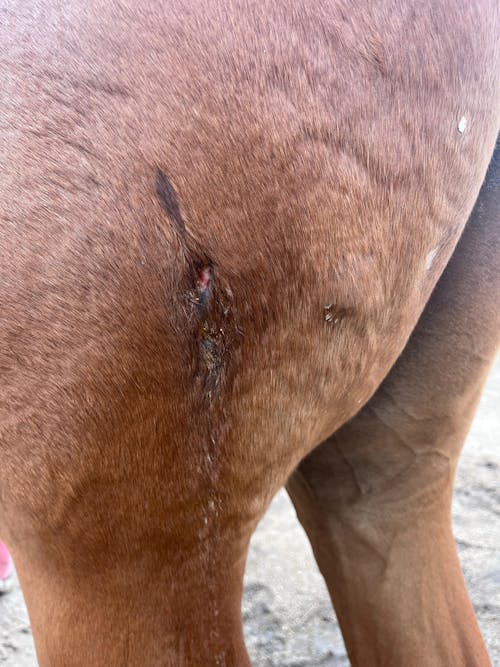 Draw It Out® 64oz Gel – High Potency Horse Liniment for Deep Relief