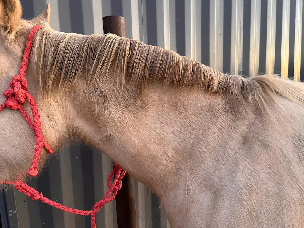 ShowBarn Secret® Skin & Hair Enhancer – Naturally Derived Equine Care | Draw It Out®