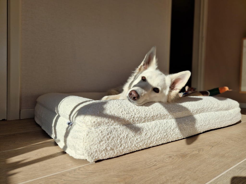 Hondenkussen Orthopedisch - Bouclé Wit