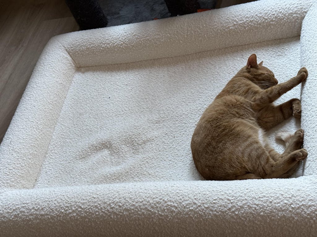 Hondenkussen Orthopedisch - Bouclé Wit