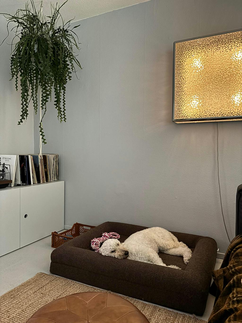 Hondenkussen Orthopedisch + Extra Hoes Bundel