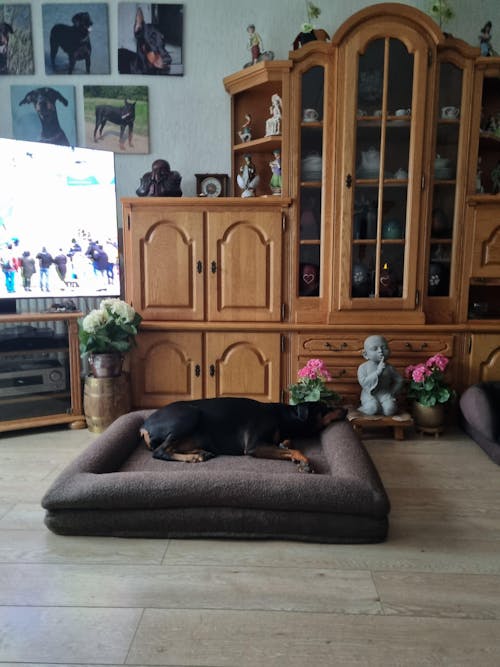 Hondenkussen Orthopedisch - Bouclé Choco Bruin