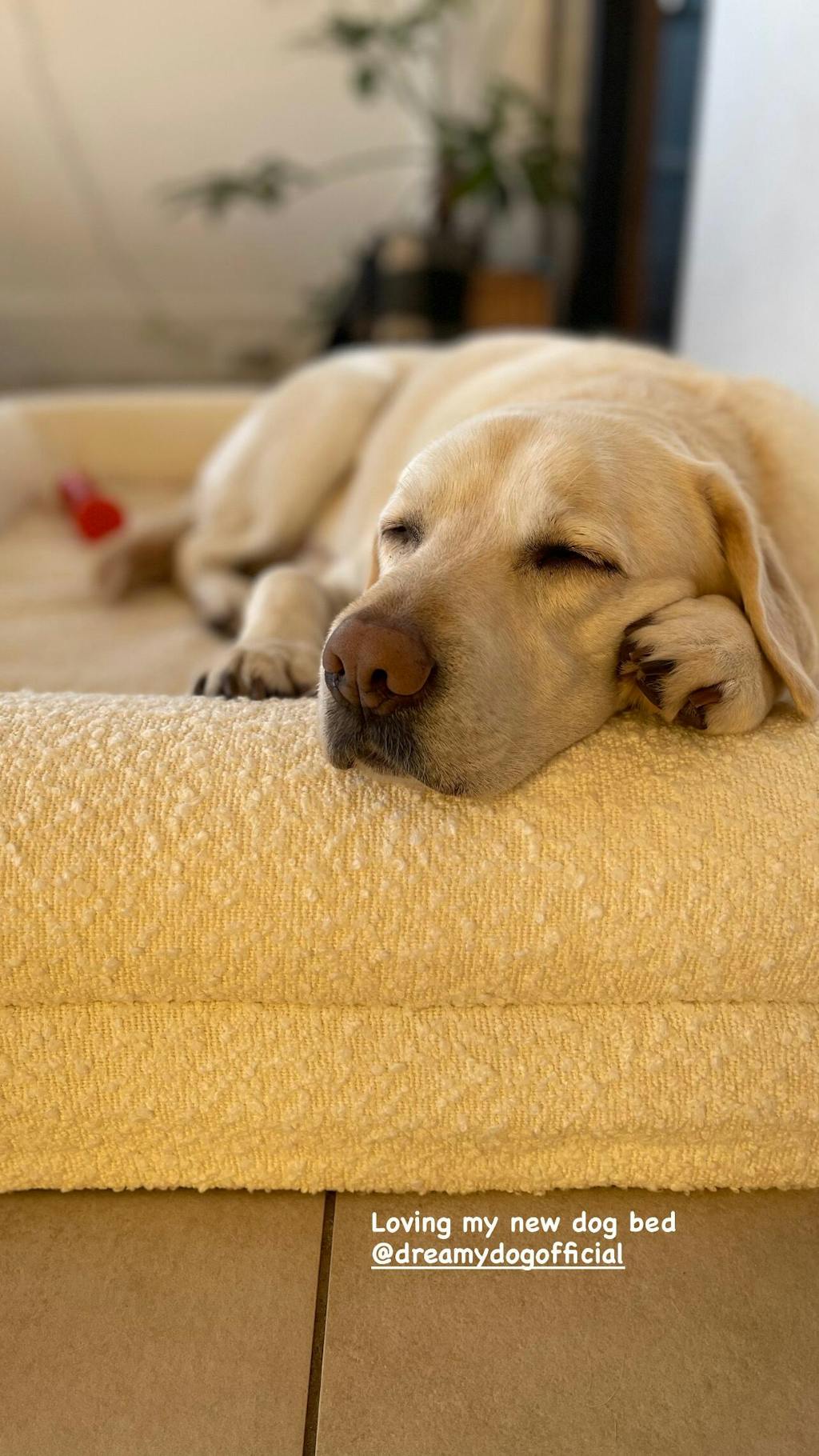 Hondenkussen Orthopedisch + Extra Hoes Bundel