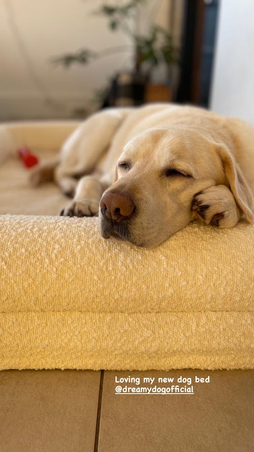 Hondenkussen Orthopedisch + Extra Hoes Bundel