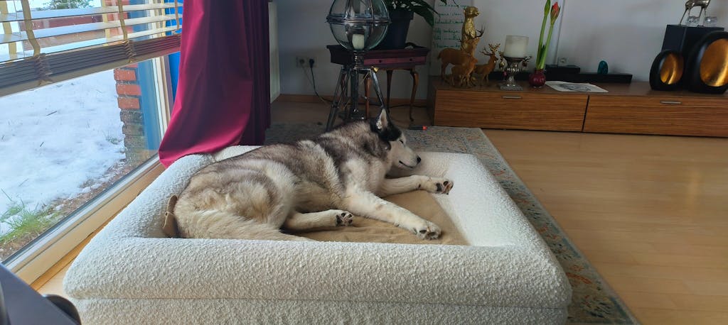 Hondenkussen Orthopedisch - Bouclé Wit