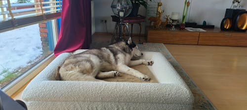 Hondenkussen Orthopedisch - Bouclé Wit