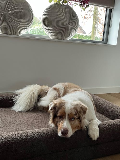 Hondenkussen Orthopedisch + Extra Hoes Bundel