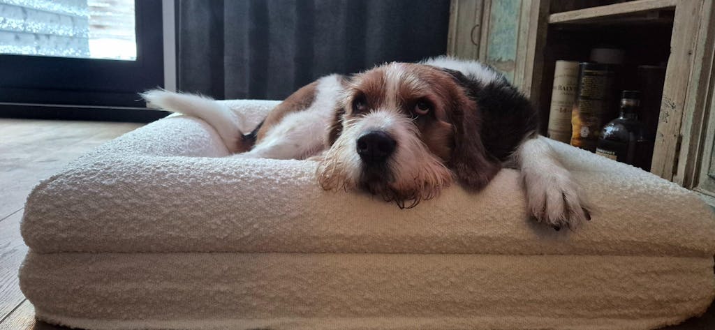 Hondenkussen Orthopedisch - Bouclé Wit