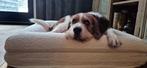 Hondenkussen Orthopedisch - Bouclé Wit