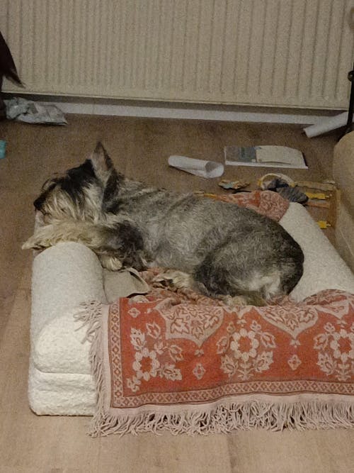 Hondenkussen Orthopedisch + Extra Hoes Bundel