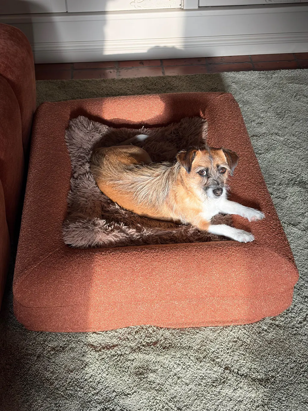 Pluizenverwijderaar voor hondenbedden & meubels