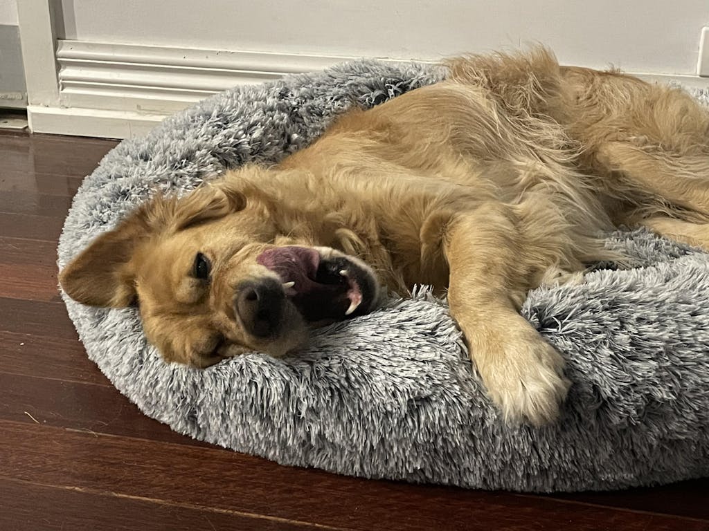 How to Keep Reusable Puppy Pads from Smelling? — Dry Paws