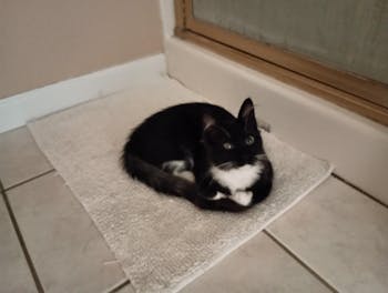 Duckling Duo - FREE SHIPPING!