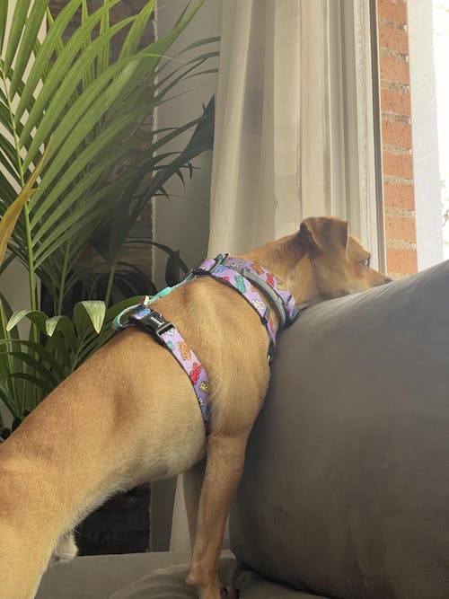 ARNÉS CLÁSICO PARA PERRO GUMMY BEARS