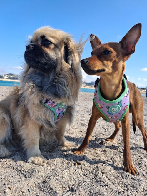 ARNES TRAIL PARA PERRO ALIEN