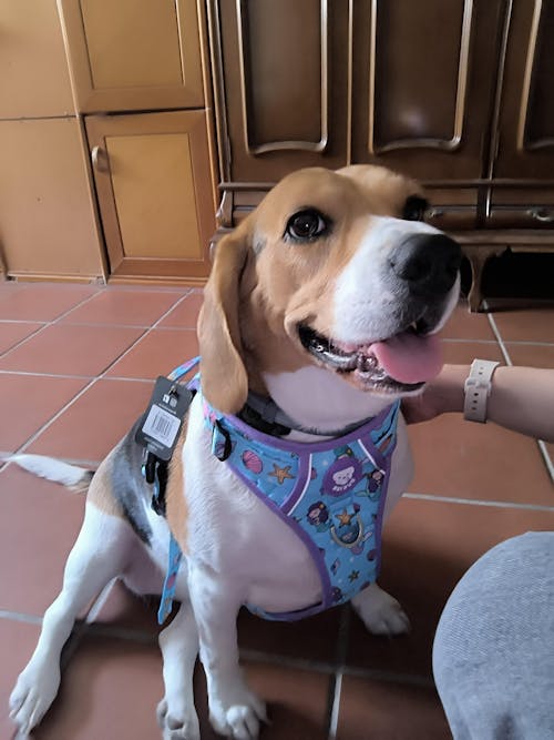 ARNES TRAIL PARA PERRO MERMAID