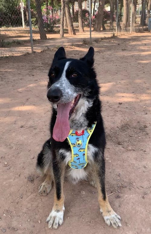 ARNES TRAIL PARA PERRO CALIFORNIA