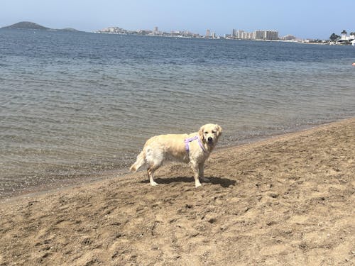ARNES WATERPROOF PARA PERRO PURPLE