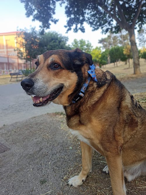 PAJARITA PARA PERRO CHURROS