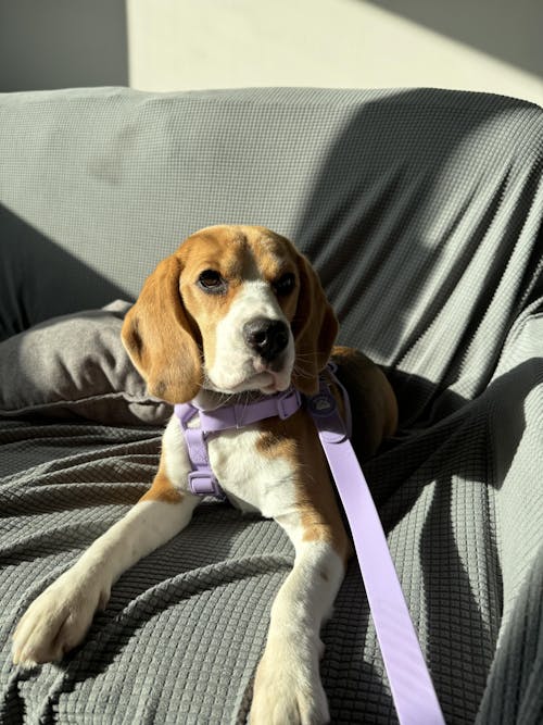 ARNES WATERPROOF PARA PERRO PURPLE