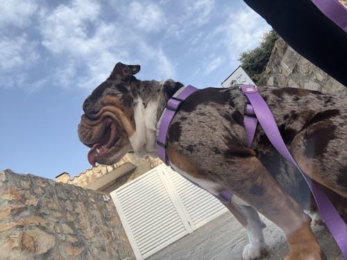 ARNES CLASICO PARA PERRO PURPLE