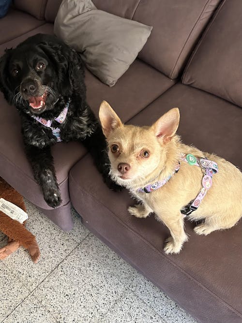 ARNÉS CLÁSICO PARA PERRO ALIEN