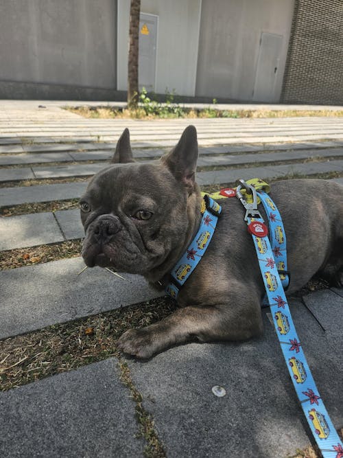 ARNÉS CLÁSICO PARA PERRO CALIFORNIA
