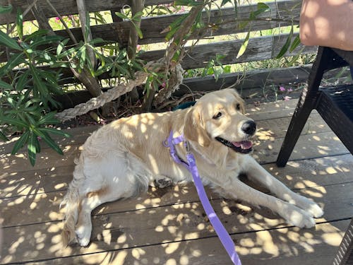 CORREA WATERPROOF PARA PERRO PURPLE