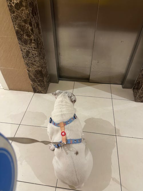 ARNÉS CLÁSICO PARA PERRO CHURROS