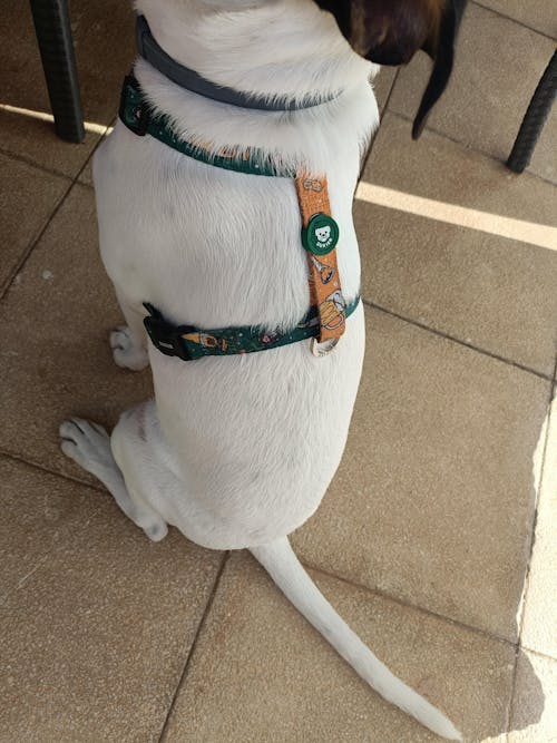 CORREA PARA PERRO BEER