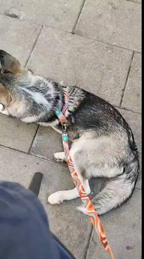ARNÉS CLÁSICO PARA PERRO PEACE