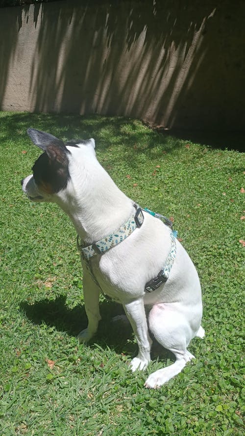ARNES CLASICO PARA PERRO RED